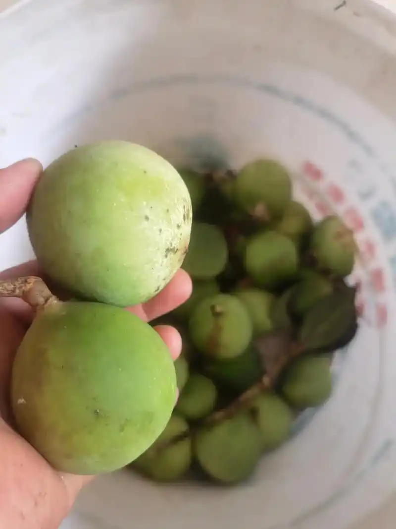 纯手工制作,凉粉果,小时候的回忆 - 抖音