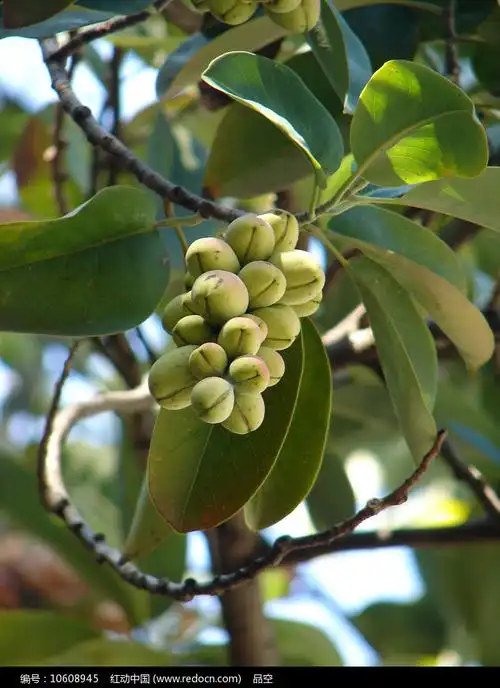 深山含笑聚合果
