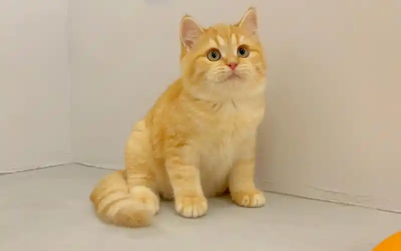 橘猫果然是不会让人失望-红金渐层胖弟弟