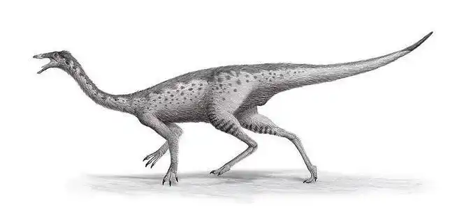 似鸡龙的简笔画