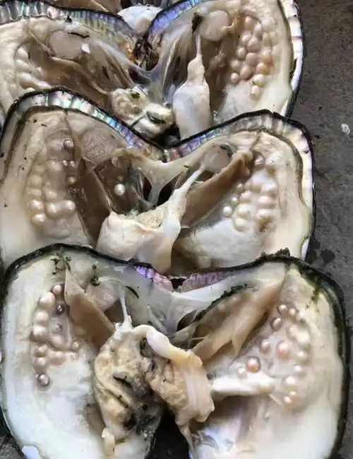 淡水珍珠大蚌多珠蚌直空大蚌 珍珠源产地养殖户直销