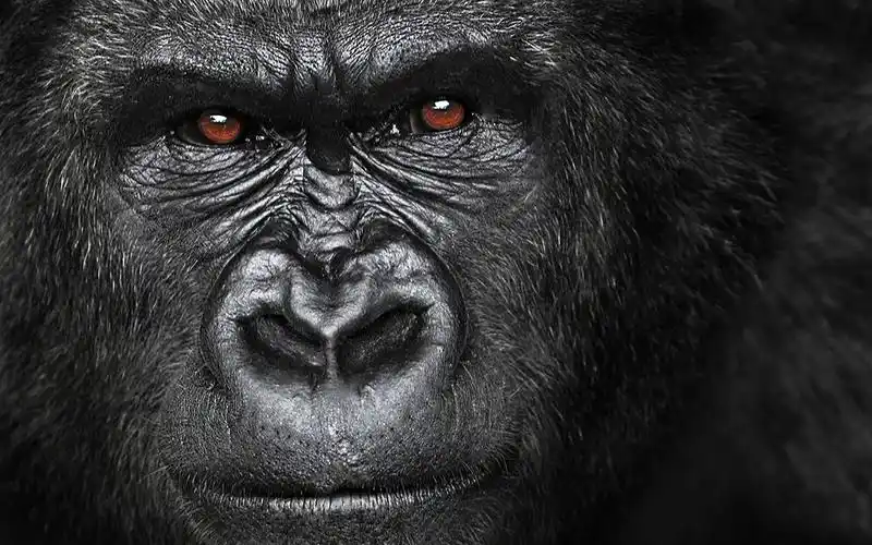 奇趣的"金刚"座椅-大猩猩和香蕉