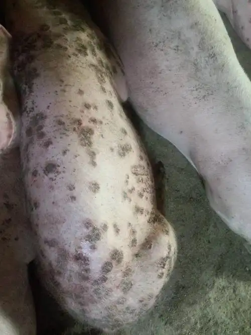 养猪疾病咨询:猪皮肤此症状已经三四天了,请问这是什么病?