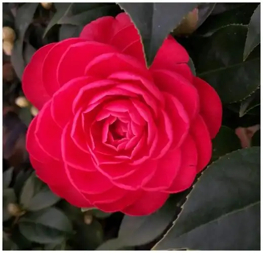 茶花品种图片名称大全(中国十大稀有珍贵茶花品种)