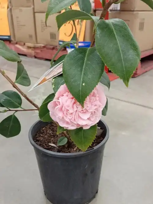 在bunnings 找到一棵超级仙的茶花,名字是debutante 99这次要好好的