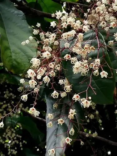 花卉 凤眼果花飘似飞雪