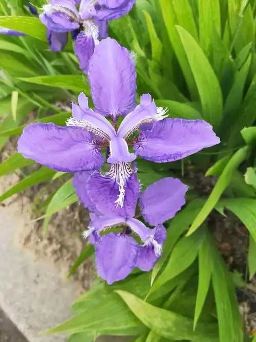 昨天路边看到紫色鸢尾花 - 美篇