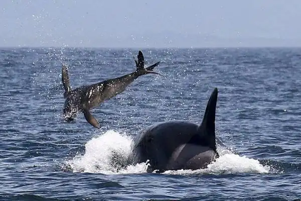 实拍虎鲸吞食海豹前抛打三次如抛破布娃娃