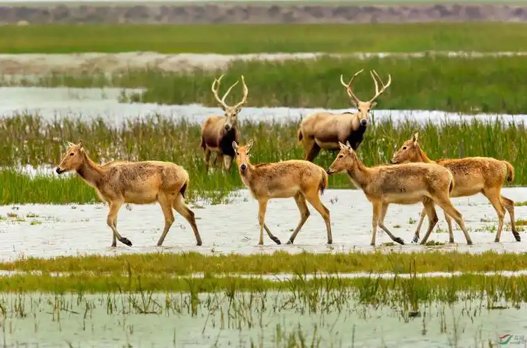 盐城大丰湿地野生麋鹿