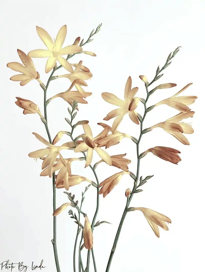 95探秘火焰兰的养护秘籍97