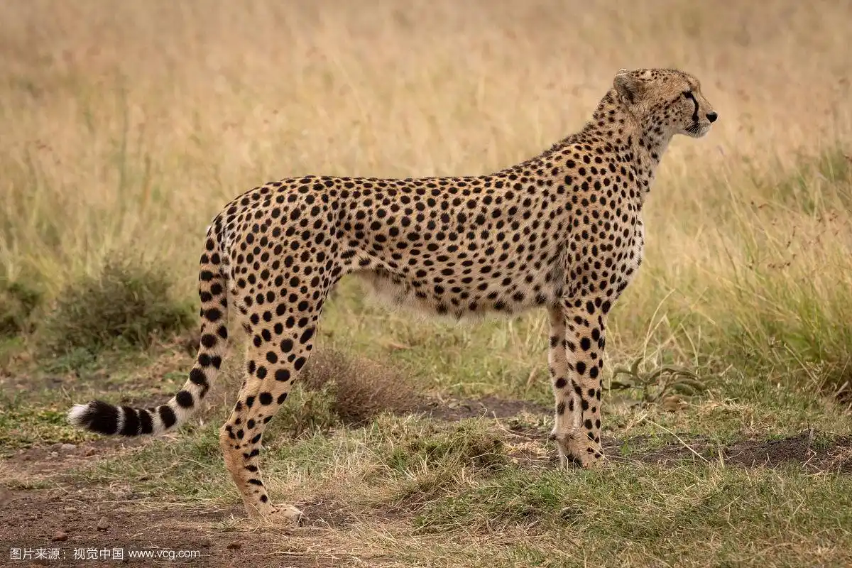 猎豹站在短草的侧面