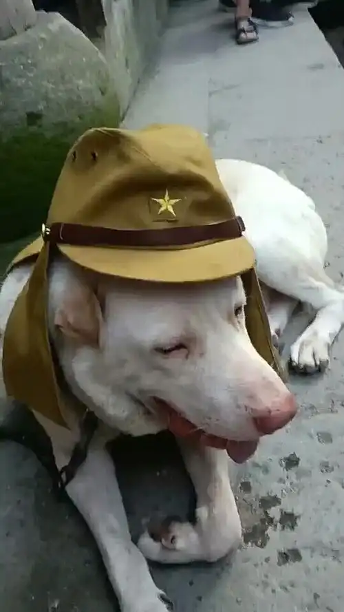 神宠来袭#太君,您累了吧,哈哈