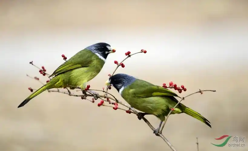 树上的鸟儿成双对