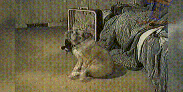 汪星人狗自嗨萌宠gif动图_动态图_表情包下载_soogif