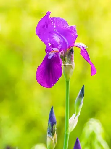 鸢尾花,宁静而浪漫