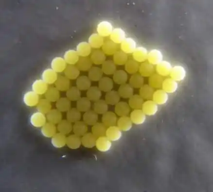 昨夜,有头猪大战臭屁虫-0灵儿猪0-时空博客-梅州博客-天下客家网