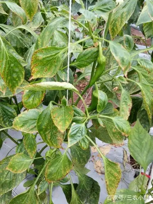 辣椒黄叶是什么病?有什么解决的办法?