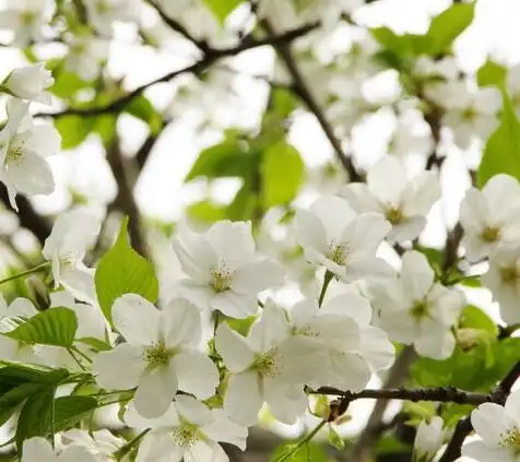 御帝吉野樱花(单瓣,白色,有香味)