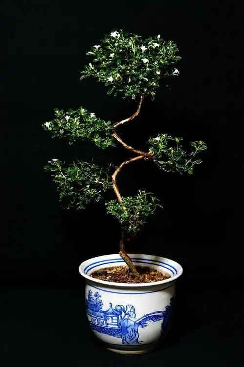 怎样养好六月雪盆景(怎样养好六月雪盆景呢) - 123植物网