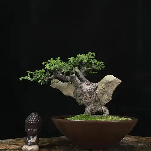 中小型榔榆盆景植物造型庭院榆树疙瘩小叶榆树盆景老熟桩附石盆景