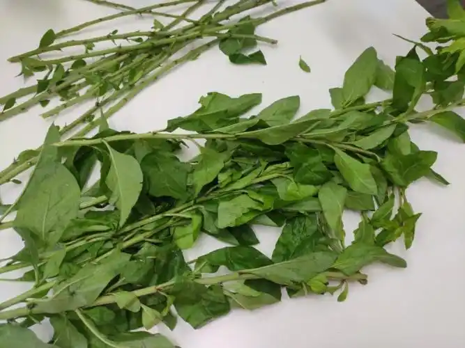 枸杞叶春节各种野菜吃不尽