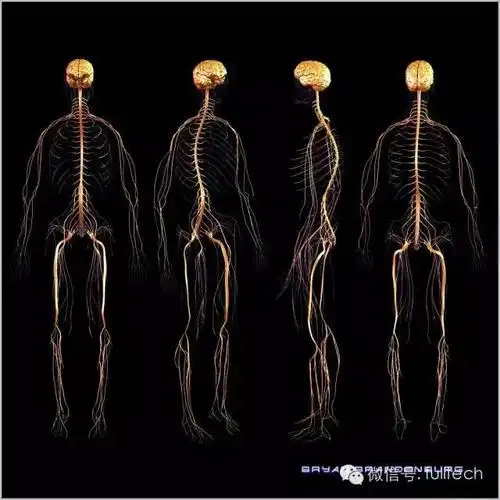 自行车运动员骑自行车过度会使阴部神经(pudendal nerve)受到卡压