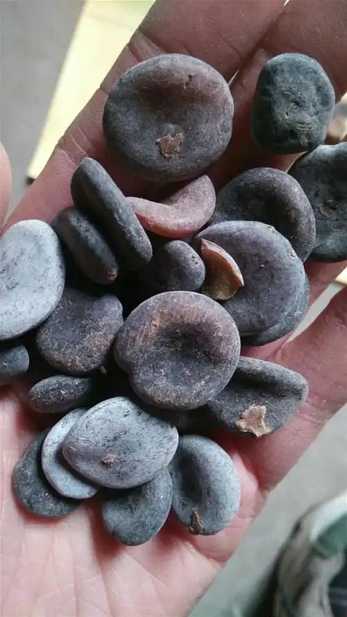 进口马钱子仁 统 产地 海外