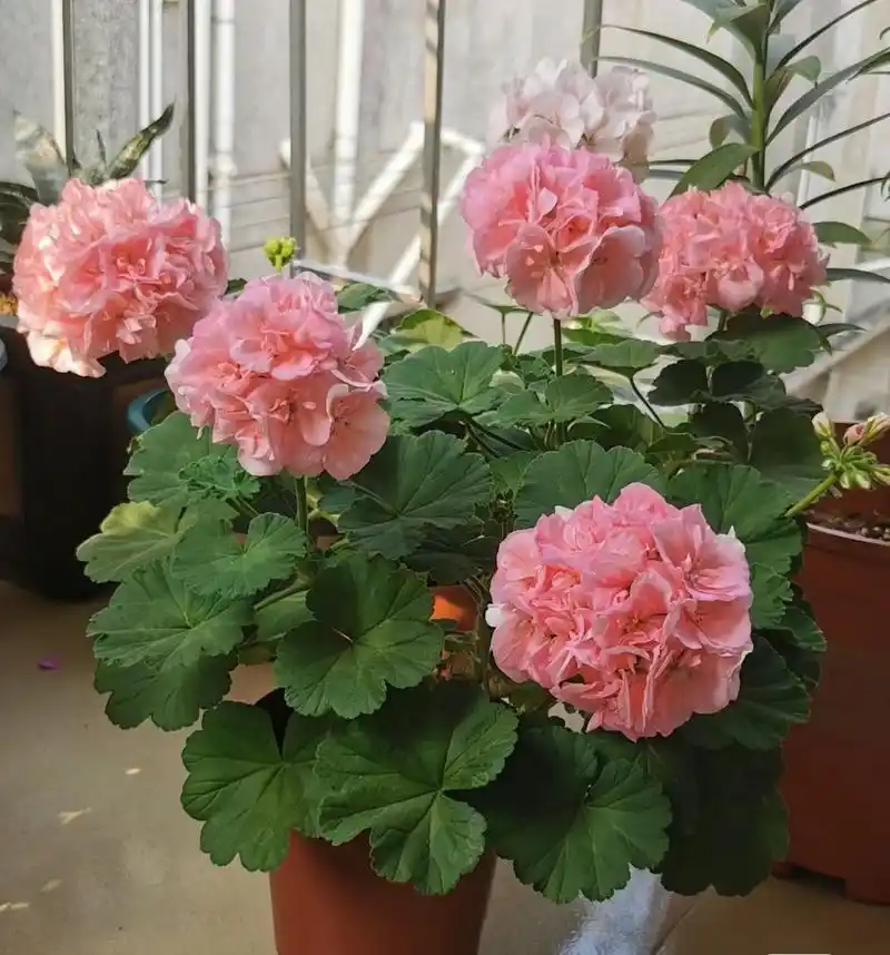 金秋图文动态创作节# 秋天,是天竺葵的盛花期,这个品种名叫"兔子粉"