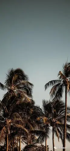 2020抖音壁纸全屏,最近很火的壁纸潮图精选