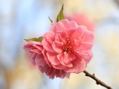 千叶桃花   碧桃是桃的一个变种,习惯上将属于观赏桃花类的半重瓣及