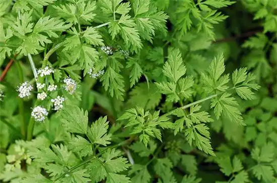 水芹菜和毒芹的区别,芹菜和野芹菜的区别