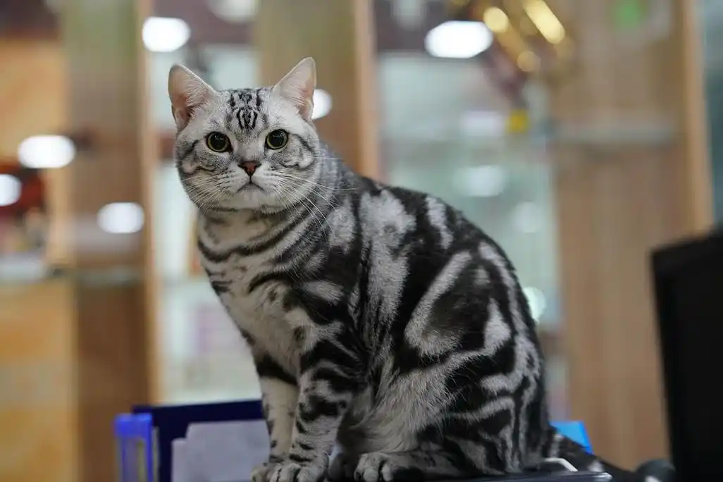 美国短毛猫(公),美短配种