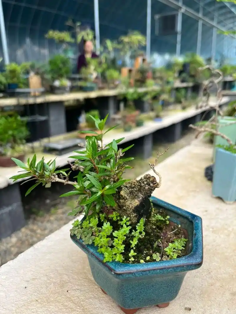 水杨梅盆栽 好久没有照顾我的水杨梅小盆景了 这个老桩我最喜欢了