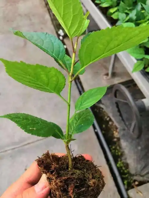 大量供应樱桃树苗