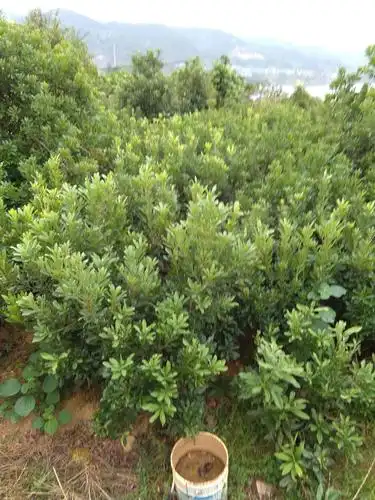 托口东魁杨梅苗