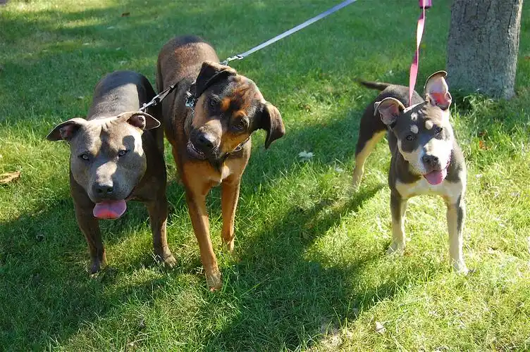 re able to focus more on the walk, rather than the reactive dog