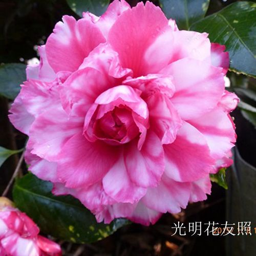 斑丽修 艳无双 福建龙岩永福镇名贵进口品种茶花盆栽高档花木绿植