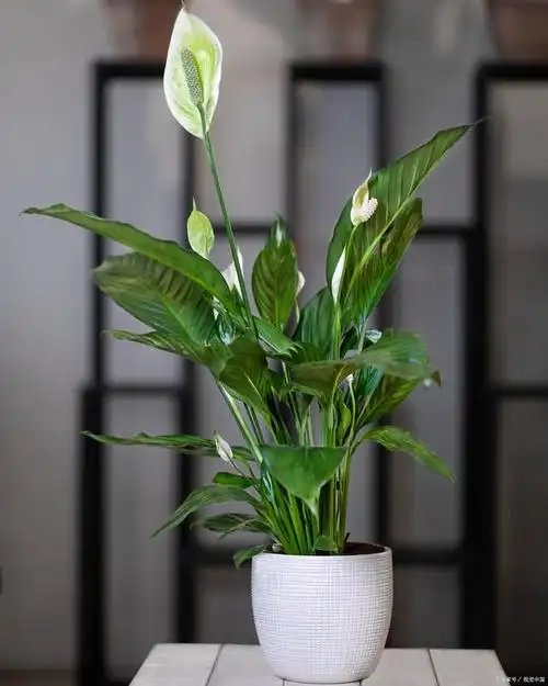 一帆风顺的家庭养护技巧.那一帆风顺呢,也叫作白掌.