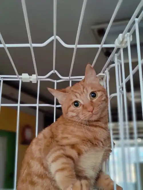 田园橘猫无偿领养