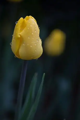 清新隽永郁金香 郁金香的花语为博爱,体贴,高雅,富贵,能干,聪颖.