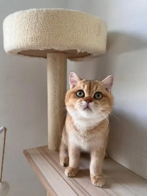 稀有色by 巧克力金渐层9394929890