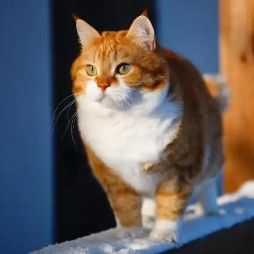 胖胖的橘猫