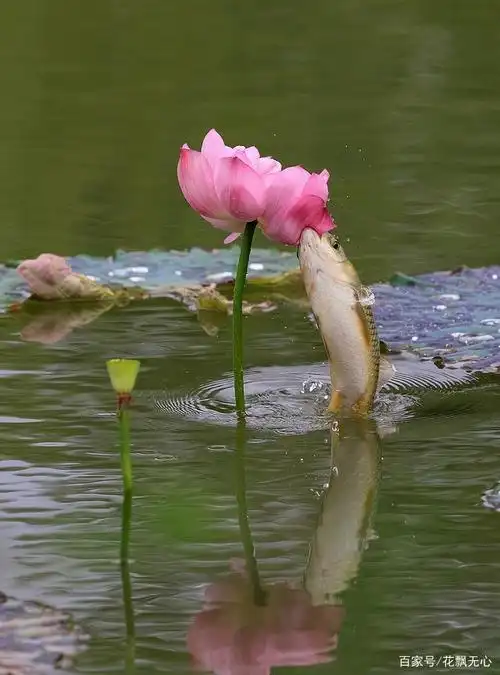 鱼抱荷花,吉祥美丽