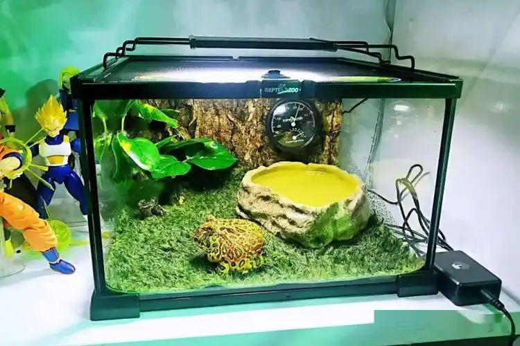 角蛙饲养和环境布置