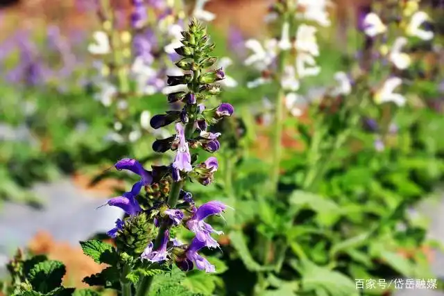 美丽乡村丹参花开