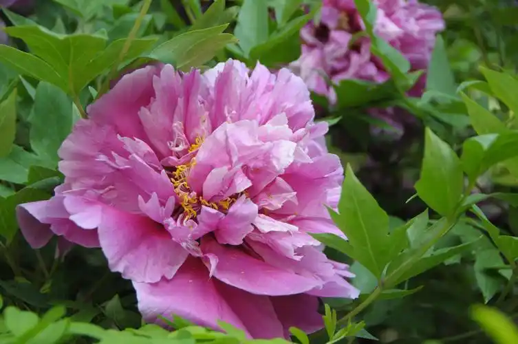 邻院的粉牡丹 (2019.5.12)