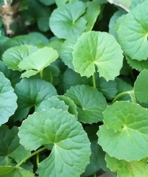 破铜钱草,老李买了盆破破烂烂的"铜钱草",家人都嫌弃,后来却"真香"图7