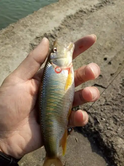 溪流钓马口,彩马连杆.