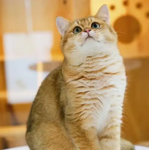 坐标深圳,25色金渐层弟弟找新家啦,种公料～价不高,可移步.