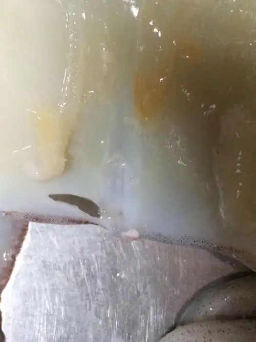 晚上在市场买了几只鱿鱼,吃完饭准备清洗干净明天吃.